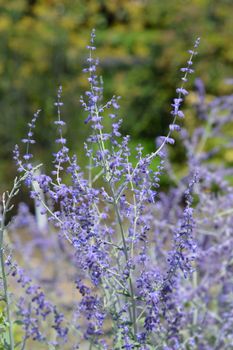 Russian sage - Latin name - Perovskia atriplicifolia