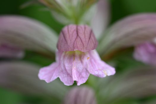Balkan bears breeches flower close up - Latin name - Acanthus hungaricus (Acanthus balcanicus)