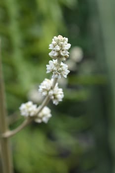 Hechtia argentea flower endemic to Mexico - Latin name - Hechtia argentea