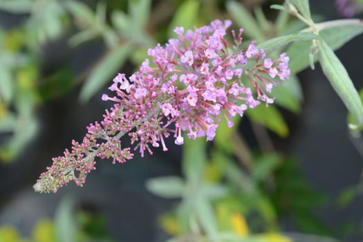 Summer lilac Pink Delight - Latin name - Buddleja davidii Pink Delight