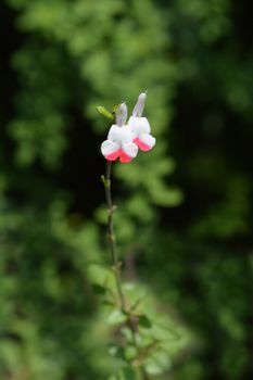 White and red baby sage - Latin name - Salvia microphylla