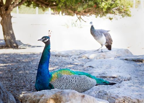 Colourful blue multicolored peacock sitting in sandy rocks