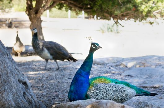 Colourful blue multicolored peacock sitting in sandy rocks close up