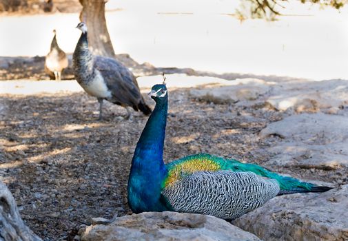 Colourful blue multicolored peacock sitting in sandy rocks