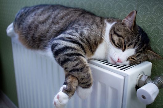 Furry striped pet cat lying on warm radiator rests and relaxes