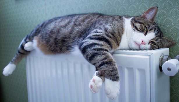 Furry striped pet cat lying on warm radiator rests and relaxes