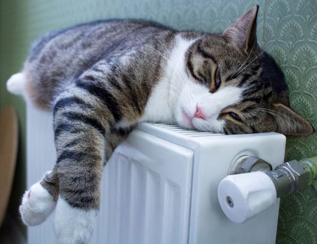 Furry striped pet cat lying on warm radiator rests and relaxes