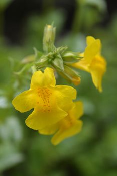 Close up of yellow monkey flower - Latin name - Mimulus luteus