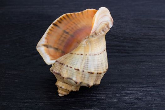 Marine life: big bright orange yellow gastropod seashell close-up on black wooden background