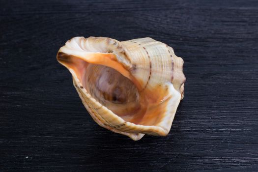 Marine life: big bright orange yellow gastropod seashell close-up on black wooden background