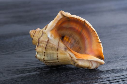 Marine life: big bright orange yellow gastropod seashell close-up on black wooden background