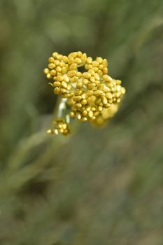 Italian everlasting yellow flower buds - Latin name - Helichrysum italicum
