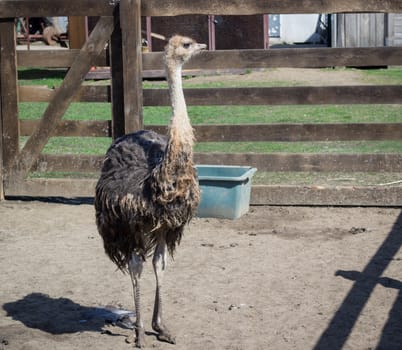 African australian ostrich on countryside bird farm ranch in village
