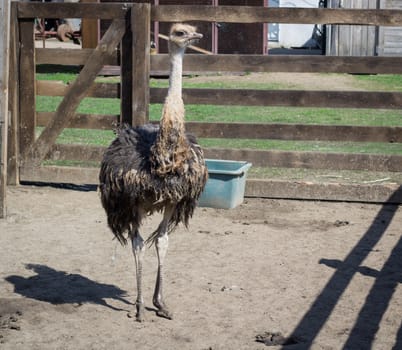 African australian ostrich on countryside bird farm ranch in village