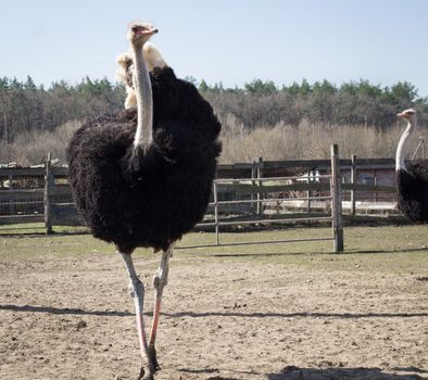 African australian ostrich walking on rural countryside bird farm in village