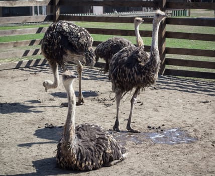 Group of african australian ostriches on countryside bird farm ranch in village