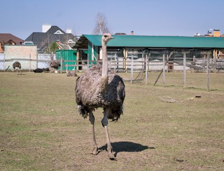 African australian ostrich on countryside bird farm in village