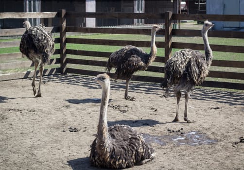 Group of african australian ostriches on rural bird farm ranch in village