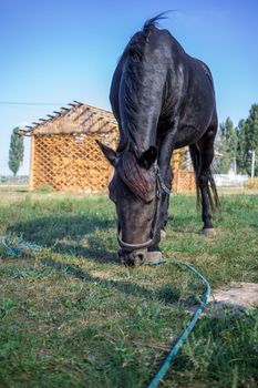 Black horse feeds at green grass at farm countryside