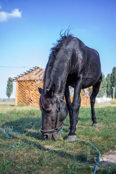 Black horse feeds at green grass at farm countryside