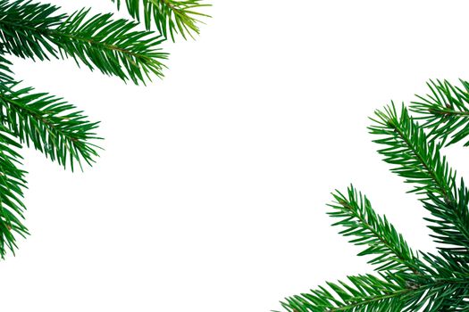 Christmas white copyspace background, green contiferous fir tree branches frame