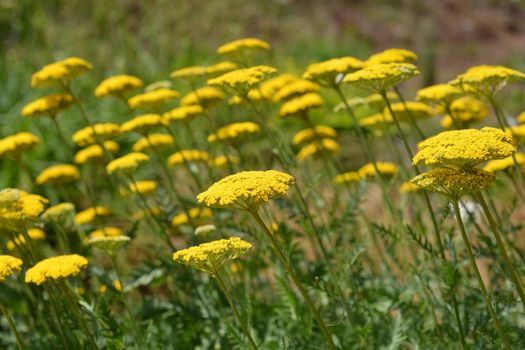 Gold plate yarrow flowers - Latin name - Achillea filipendulina Gold plate