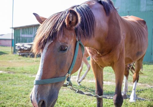 Red horse close-up sidewise at farm countryside