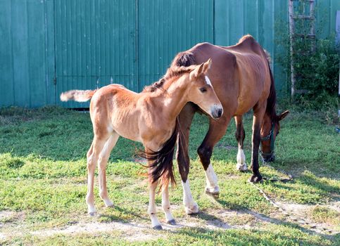 Little horse foal and its mother feed on green grass at farm countryside
