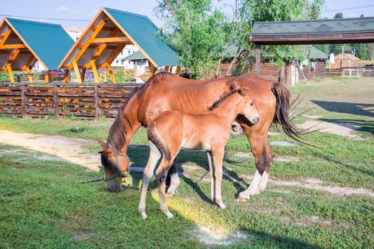 Little horse foal and its mother feed on green grass at farm countryside