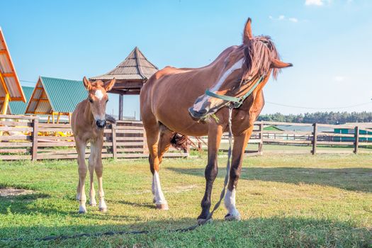 Little horse foal and its mother feed on green grass at farm countryside