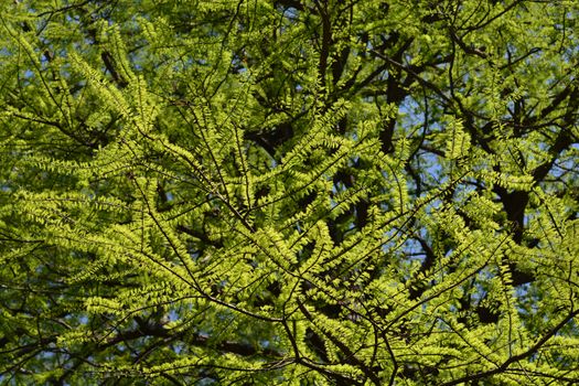 Swamp cypress - Latin name - Taxodium distichum
