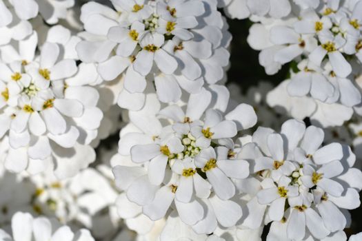 Evergreen candytuft Schneeflocke - Latin name - Iberis sempervirens Schneeflocke