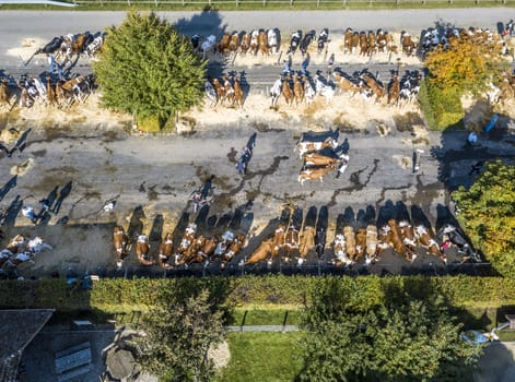 The bird's-eye view of the cows trading market in Affoltern im Emmental, Switzerland.