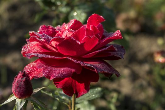 The red roses with dews in Baden-Baden city of Germany.