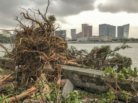 The huge trees uprooted when the typhoon Hato hited Macao on 23 August 2017.