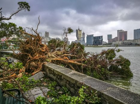 The huge trees uprooted when the typhoon Hato hited Macao on 23 August 2017.