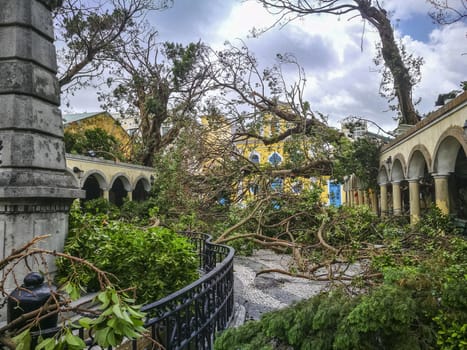 The huge trees uprooted in front of  Coloane St. Francis of Assisi Church when the typhoon Hato hited Macao on 23 August 2017.
