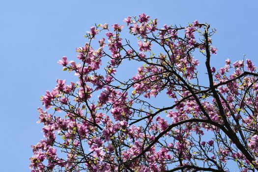 Magnolia (Soulangeana hybrids) - Latin name - Magnolia x soulangeana