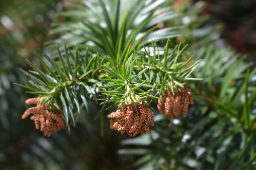Chinese fir - Latin name - Cunninghamia lanceolata
