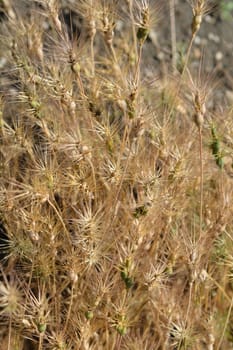Dry ovate goatgrass - Latin name - Aegilops geniculata
