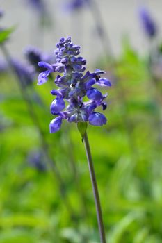 Mealy Cup Sage - Latin name - Salvia farinacea Evolution