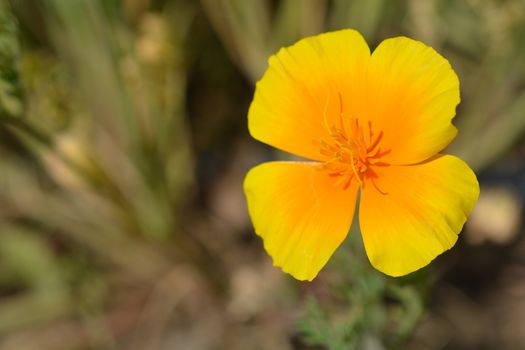 Close up of a golden poppy flower - Latin name Eschscholzia californica