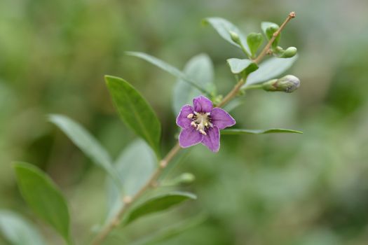 Chinese boxthorn purple flower - Latin name - Lycium chinense