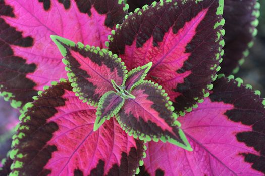 Painted nettle leaves - Latin name - Plectranthus scutellarioides (Solenostemon scutellarioides)