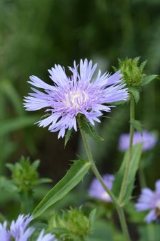 Stokes aster - Latin name - Stokesia laevis