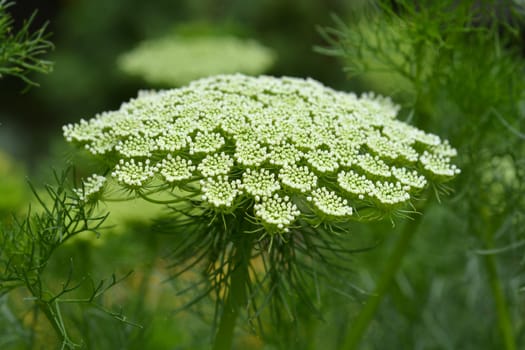 Toothpick bullwort Blutenball - Latin name - Ammi visnaga Blutenball