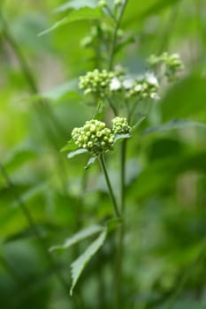 White snakeroot - Latin name - Ageratina altissima