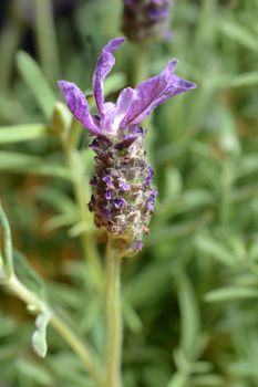 Butterfly lavender flowers - Latin name - Lavandula stoechas