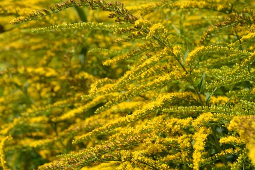 Tall goldenrod flowers - Latin name - Solidago altissima