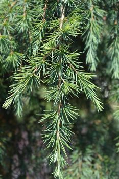 Deodar cedar Feelin Blue - Latin name - Cedrus deodara Feelin Blue